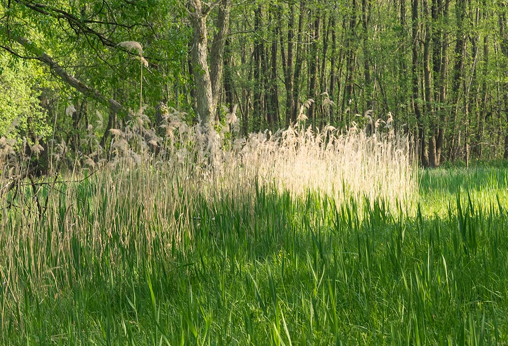 Abnehmen mit Hypnose - Cornelia Ehrlich-Beck